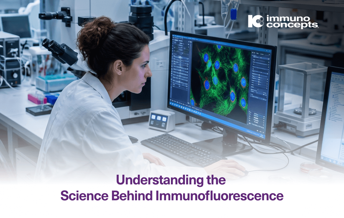 Laboratory scientist examining fluorescent microscopy images during an immunofluorescence assay.